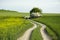 Rural winding road through fields and a blooming bush