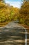 A rural winding road with white markings. At the edges of the road is a yellow fall forest. In the background is a blue