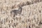 Rural winter scene of a coyote hunting in a corn field