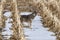 Rural winter scene of a coyote hunting in a corn field