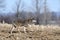 Rural winter scene of a coyote hunting in a corn field