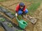 Rural woman dig field full of vegetables