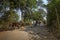 Rural woman returns with her cattle after grazing to her village