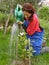 Rural woman watering planted magnolia