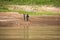 Rural women planting at farmland along Mekong river. Laos