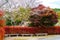 Rural wooden benches in autumn park or public garden, colourful autumn trees background in Japan.