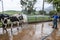 Rural worker bathes dairy cows in the corral before milking