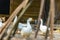 Rural yard scene of domestic goose farm animal portrait looking at camera in palisade wooden fence frame foreground in Ukrainian