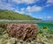 Rurutu island coastline coral French Polynesia