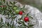 Ruscus aculeatus with berries