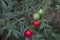 Ruscus aculeatus with berries