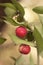 Ruscus aculeatus butcher`s broom, knee holly or piaranthus deep red spherical berries attached to pointed green leaf-like stems o