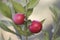 Ruscus aculeatus butcher`s broom, knee holly or piaranthus small sharp-leaved shrub with deep red berries and tiny flowers on