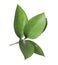 Ruscus branch with fresh green leave