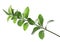 Ruscus branch with fresh green leaves