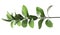 Ruscus branch with fresh green leaves