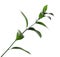 Ruscus branch with fresh green leaves