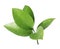 Ruscus branch with fresh green leaves