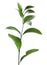 Ruscus branch with fresh green leaves