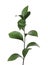 Ruscus branch with fresh green leaves