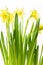 Rush daffodils & x28;Narcissus jonquilla& x29; in a pot on a white backgro