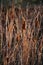 Rush reed in a warm light of the autumn season. Typha plant at the lake