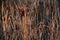 Rush reed in a warm light of the autumn season. Typha plant at the lake