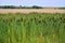 Rush reeds field