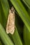 Rush veneer (Nomophila noctuella)