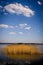 Rushes on a background of blue sky with a white cloud