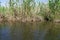 Rushes on the river bank