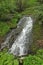 Rushing Cascade Hidden in the Forest