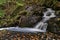 Rushing mountain stream, autumn atmosphere