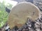 Rushing river boulders moss mushroom