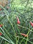 Russelia equisetiformis or Fountainbush or Firecracker plant or Coral plant or Coral fountain or Coralblow or Fountain plant.