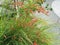 Russelia equisetiformis or Fountainbush or Firecracker plant or Coral plant or Coral fountain or Coralblow or Fountain plant.