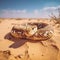 Russell\\\'s Viper on indian desert