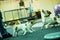 Russell terrier puppies play in the gym with an adult terrier father
