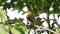 Russet-backed oropendola in a tree