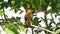 Russet-backed oropendola in a tree