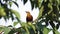 Russet-backed oropendola in a tree