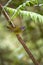 Russet-crowned Warbler - Mindo Cloud Forest - Ecuador