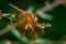 Russet Percher Female aka Fulvous forest skimmer