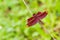 Russet Percher - Portrait of dragonfly