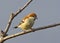 Russet Sparrow Passer Rutilans