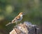 Russet Sparrow Passer Rutilans