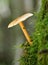 Russet Toughshank Fungi
