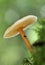 Russet Toughshank Fungi