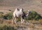 Russia. Altai. A young two-humped camel grazing in the steppe in the middle of the hills