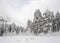 Russia. Caucasus. Elbrus ski resort. Pines in snow